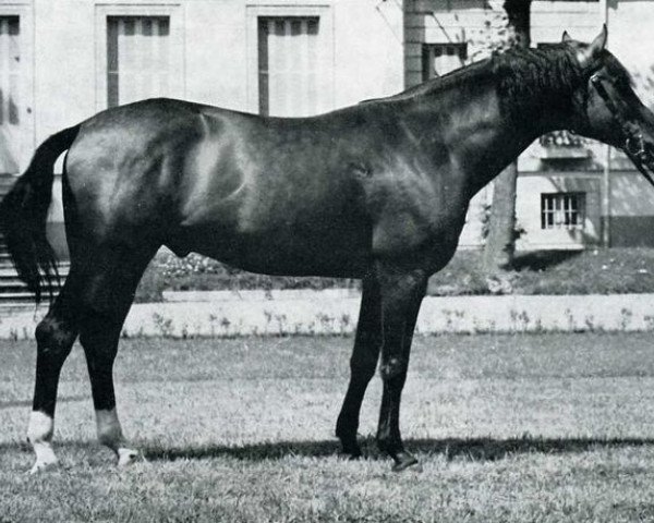 stallion Diabolo AA (Anglo-Arabs, 1964, from Pesant d'or AA)