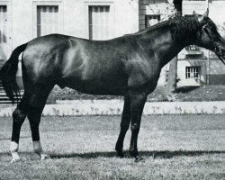 stallion Diabolo AA (Anglo-Arabs, 1964, from Pesant d'or AA)