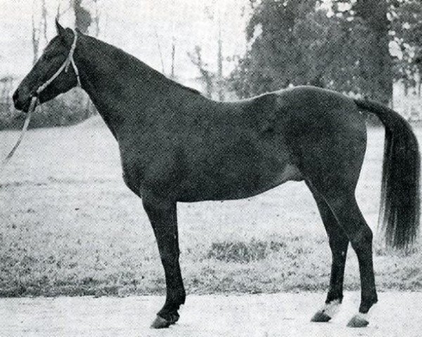 stallion Amiral AA (Anglo-Arabs, 1969, from Diabolo AA)