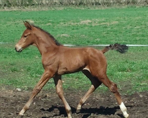 dressage horse Valentino (Westphalian, 2011, from Vitalis)