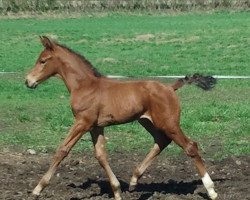 horse Valentino (Westfale, 2011, from Vitalis)