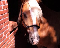 broodmare Gila (Haflinger, 2002, from Sternschnuppe)