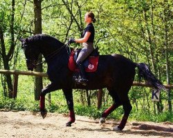 dressage horse Contempo 2 (Westphalian, 2003, from Collin L)