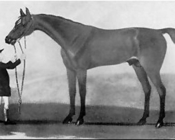 horse Regulus xx (Thoroughbred, 1739, from Godolphin Arabian)