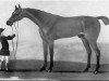 stallion Regulus xx (Thoroughbred, 1739, from Godolphin Arabian)
