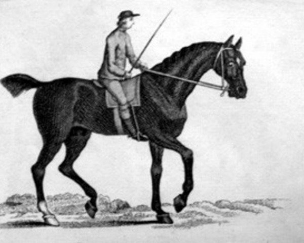 stallion Sampson xx (Thoroughbred, 1746, from Blaze xx)