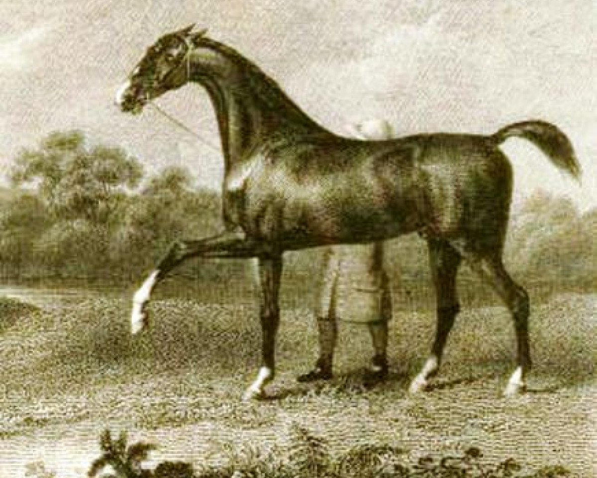 stallion Flying Childers xx (Thoroughbred, 1715, from Darley Arabian ox)
