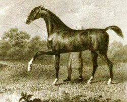 stallion Flying Childers xx (Thoroughbred, 1715, from Darley Arabian ox)