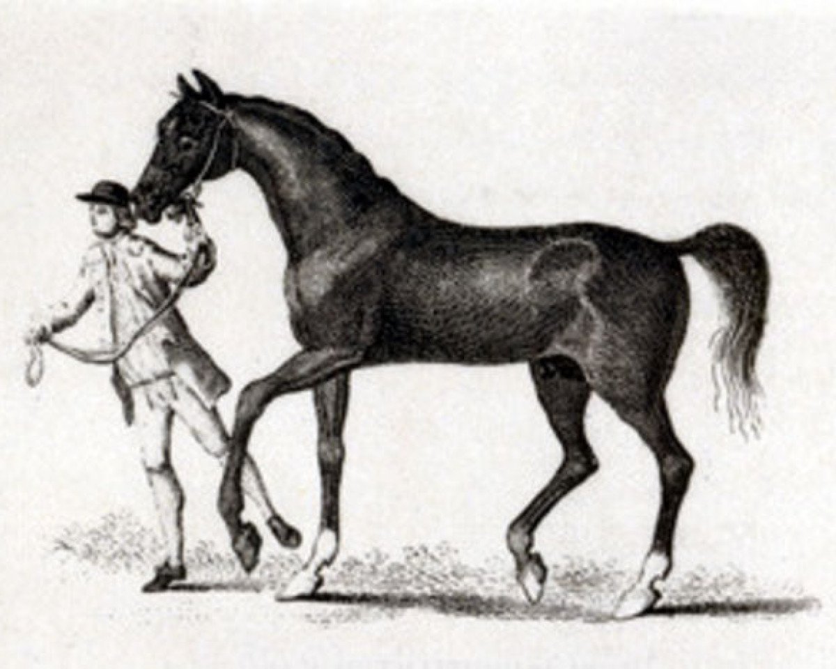 Deckhengst Fox xx (Englisches Vollblut, 1714, von Clumsey xx)
