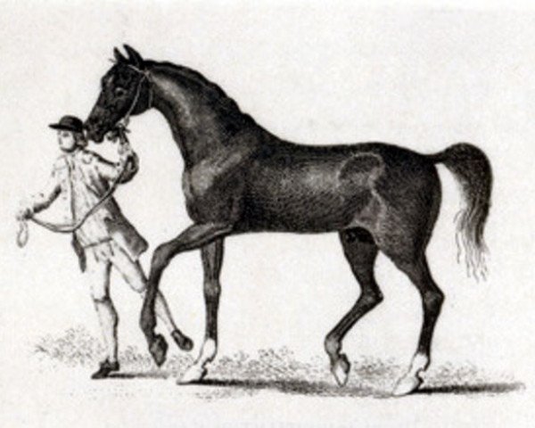 horse Fox xx (Thoroughbred, 1714, from Clumsey xx)