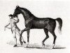 stallion Fox xx (Thoroughbred, 1714, from Clumsey xx)