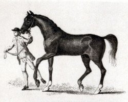 stallion Fox xx (Thoroughbred, 1714, from Clumsey xx)