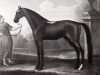 stallion Curwen Bay Barb (Berber, 1681)