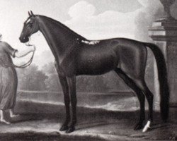 stallion Curwen Bay Barb (Berber, 1681)