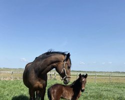 Springpferd Corneturo (Holsteiner, 2022, von Comme il Faut)