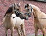 dressage horse Danny's Darling T (German Riding Pony, 2020, from Danny Gold)