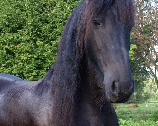 Pferd Rykle Prinses (Friese, 1997, von Tamme 276)