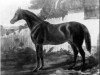 stallion Sheet Anchor xx (Thoroughbred, 1832, from Lottery xx)