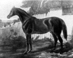 stallion Sheet Anchor xx (Thoroughbred, 1832, from Lottery xx)