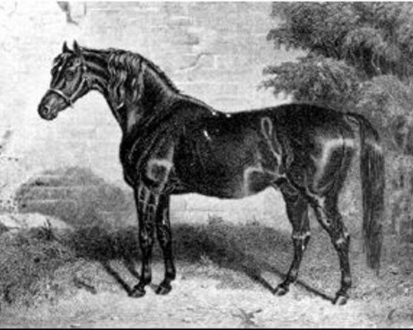 stallion Weatherbit xx (Thoroughbred, 1842, from Sheet Anchor xx)