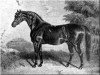 stallion Weatherbit xx (Thoroughbred, 1842, from Sheet Anchor xx)