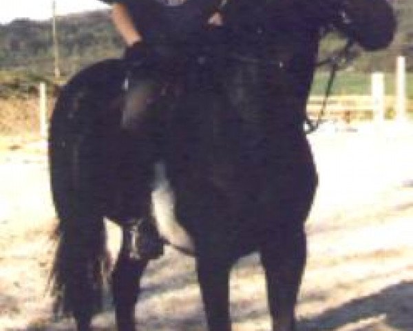 horse Shejtan (Russian Trakehner, 1993)