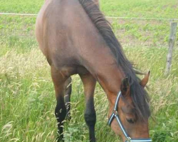 Pferd Balalaika (Deutsches Reitpony, 2007, von BBC)