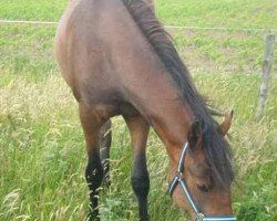 Pferd Balalaika (Deutsches Reitpony, 2007, von Bbc)