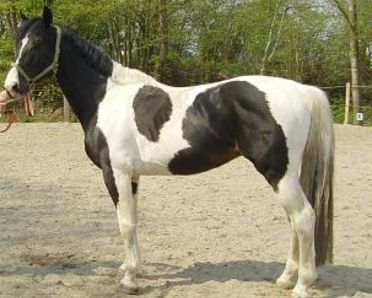 stallion Shimano Sch BSch (Pinto / Hunter, 1998, from Shetan Sch)