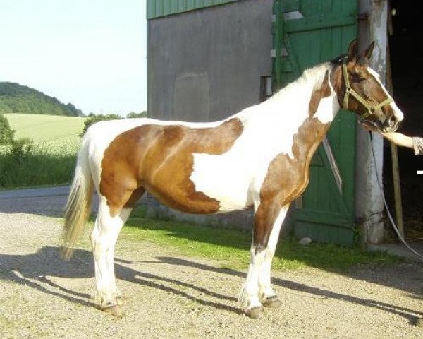 broodmare Viktori (Zweibrücken, 1984, from Voltaire)