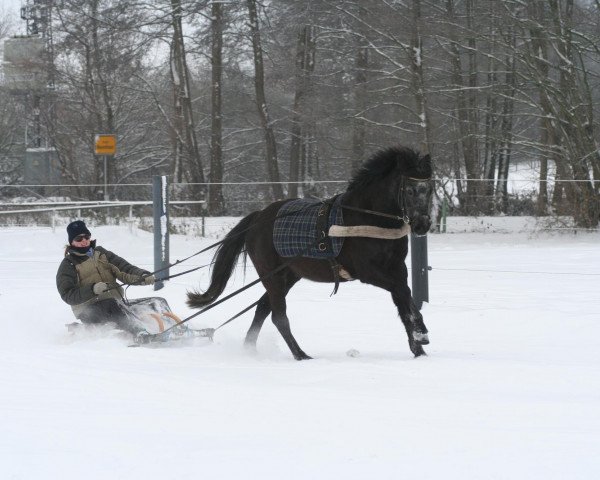 Dressurpferd Anuschka (Deutsches Reitpony, 2003, von Nevado)