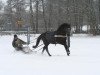 dressage horse Anuschka (German Riding Pony, 2003, from Nevado)