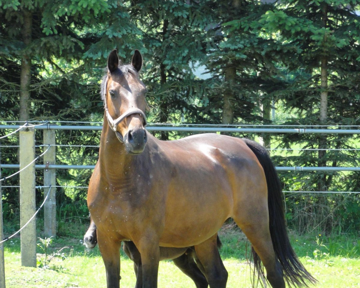 broodmare Jula I (Holsteiner, 1994, from Lavall I)