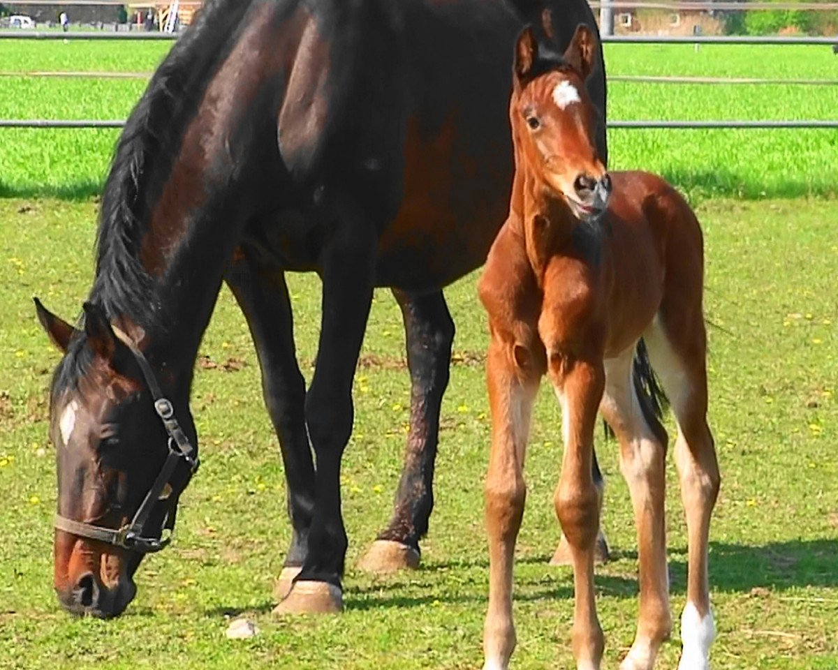 broodmare Novante (Holsteiner, 1998, from Carpaccio)