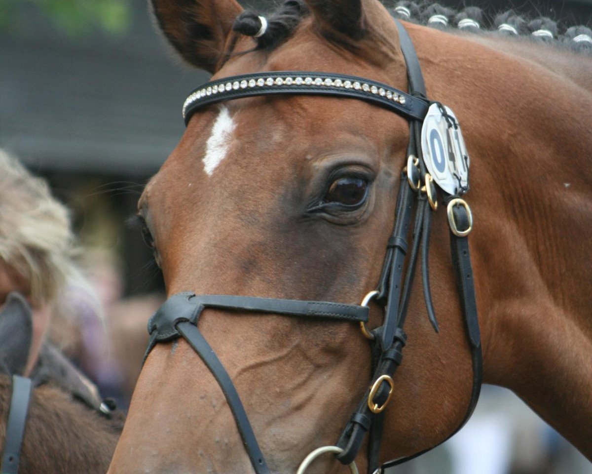 broodmare Lilli Marlen II (Bavarian, 1996, from Lord Incipit)