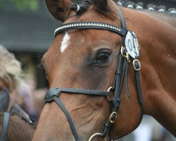 broodmare Lilli Marlen II (Bavarian, 1996, from Lord Incipit)