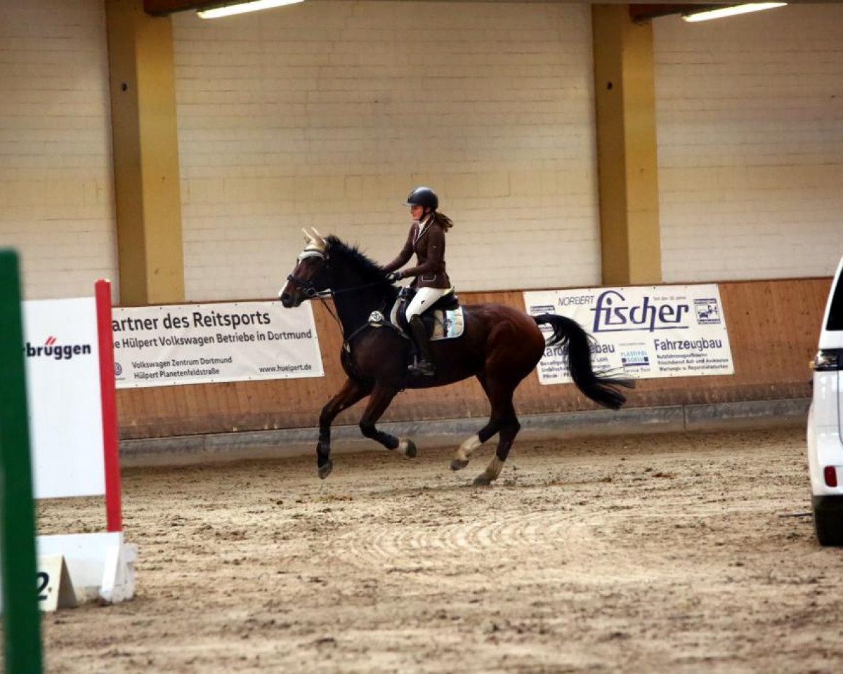 Springpferd Chap 70 (Westfale, 2012, von Chin Win)