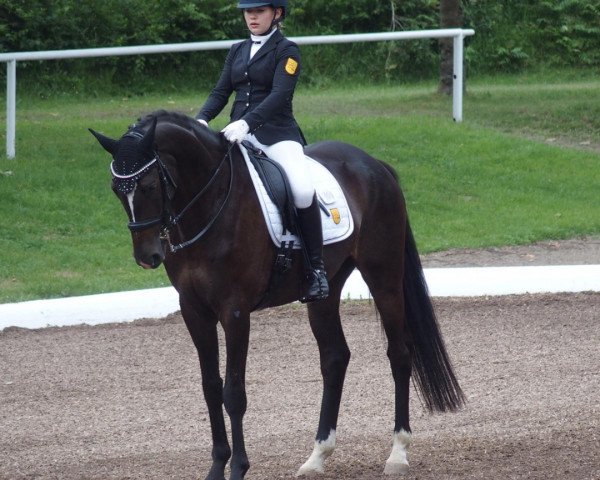 dressage horse In Charming (Trakehner, 2011, from Buddenbrock)