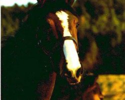 broodmare Rottach xx (Thoroughbred, 1985, from Ashmore xx)