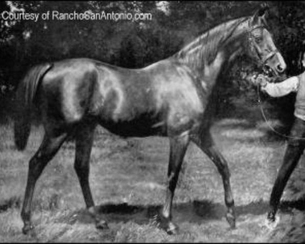 stallion Doncaster xx (Thoroughbred, 1870, from Stockwell xx)
