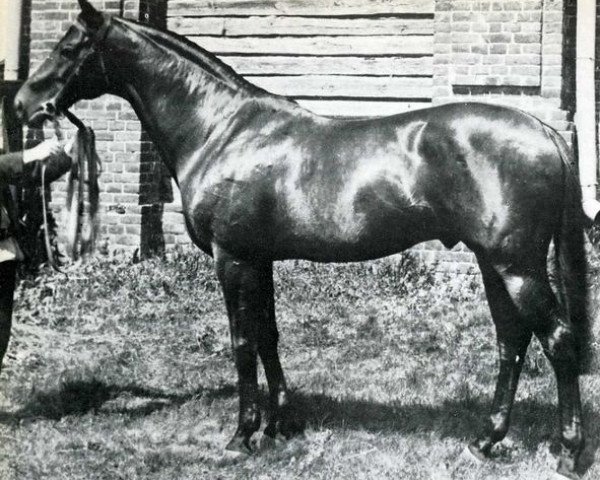 stallion Galtee More xx (Thoroughbred, 1894, from Kendal xx)