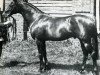stallion Galtee More xx (Thoroughbred, 1894, from Kendal xx)