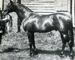 stallion Galtee More xx (Thoroughbred, 1894, from Kendal xx)