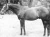 stallion Asterios xx (Thoroughbred, 1947, from Oleander xx)