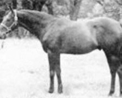 stallion Asterios xx (Thoroughbred, 1947, from Oleander xx)