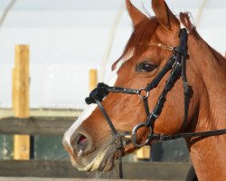 broodmare Kiss Mary (German Riding Pony, 1999, from Contus)