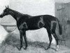 stallion Thormanby xx (Thoroughbred, 1857, from Windhound xx)