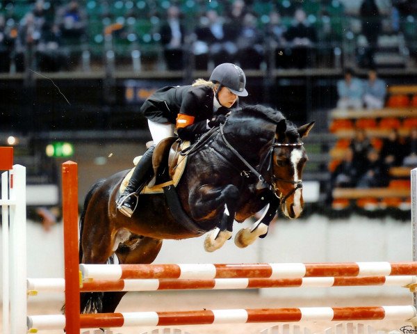 stallion Baltic Dream (German Riding Pony, 2001, from Black Boy)