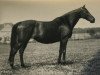 Pferd Aversion xx (Englisches Vollblut, 1914, von Nuage xx)