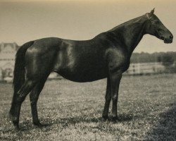 broodmare Aversion xx (Thoroughbred, 1914, from Nuage xx)